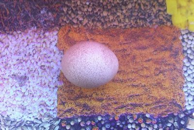 Ecco l'uovo misterioso! / Immagine1.jpg Immagine1.jpg