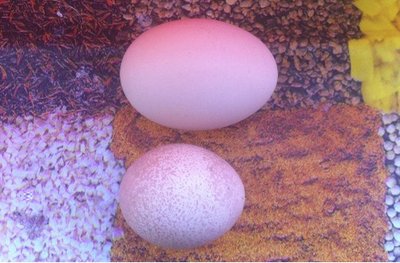 Qui invece la differenza di dimensioni con un uovo di gallina grande / Immagine2.jpg Immagine2.jpg