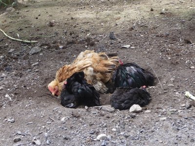 P1070465.JPG (216.41 KiB) Osservato 787 volte P1070465.JPG