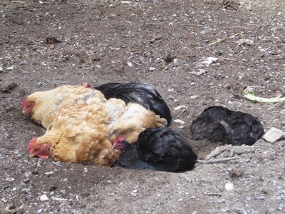 P1070466.JPG (214.13 KiB) Osservato 786 volte P1070466.JPG