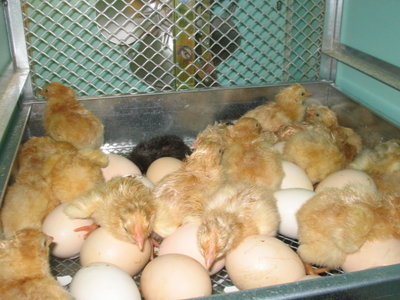 IMG_3541.JPG (122.9 KiB) Osservato 816 volte IMG_3541.JPG