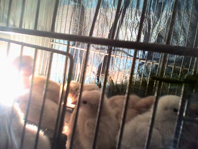 Foto0023.jpg (135.36 KiB) Osservato 859 volte Foto0023.jpg