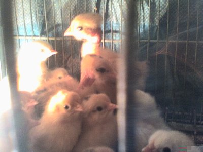 Foto0022.jpg (109.57 KiB) Osservato 859 volte Foto0022.jpg