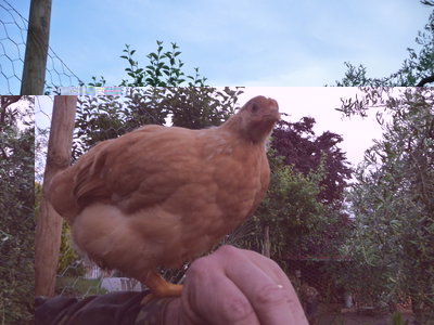 P1070691.resized.JPG (272.84 KiB) Osservato 719 volte P1070691.resized.JPG