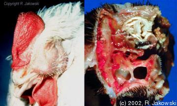 C49716.jpg C49716.jpg