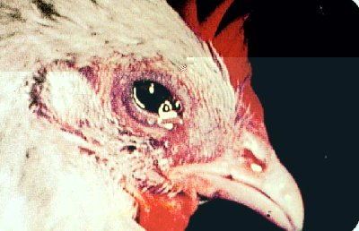 mycoplasma-2.jpg (54.88 KiB) Osservato 9355 volte mycoplasma-2.jpg