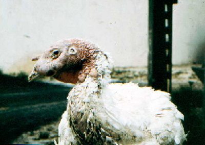 fig_046.jpg (120.46 KiB) Osservato 9354 volte fig_046.jpg