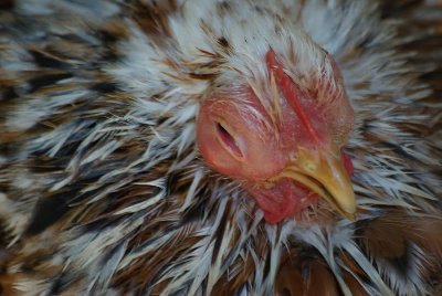 micop4.jpg (68.75 KiB) Osservato 9351 volte micop4.jpg