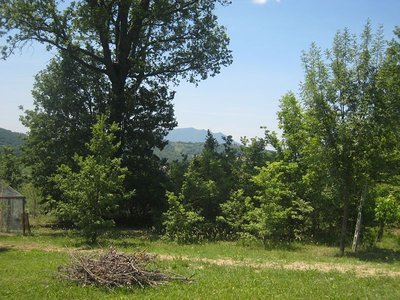 l'inizio del boschetto di querce e piante spontanee autoctone / Bosco - IMG_7919.jpg Bosco - IMG_7919.jpg
