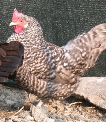 sparviero.JPG (159.3 KiB) Osservato 2052 volte sparviero.JPG