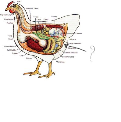 castrazione anatomia gallina.jpg