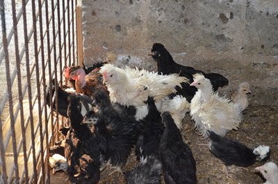 DSC_0058.JPG (169.85 KiB) Osservato 580 volte DSC_0058.JPG