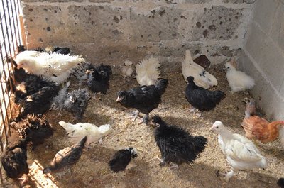 DSC_0057.JPG (262.34 KiB) Osservato 580 volte DSC_0057.JPG