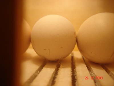 uovo rotto.JPG (102.27 KiB) Osservato 843 volte uovo rotto.JPG