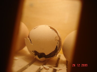 DSC04028.JPG (152.88 KiB) Osservato 843 volte DSC04028.JPG