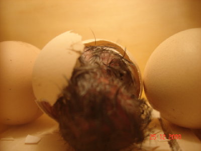 DSC04038.JPG (103.88 KiB) Osservato 843 volte DSC04038.JPG