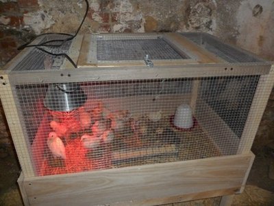 gabbia pulcini.JPG (124.74 KiB) Osservato 1455 volte gabbia pulcini.JPG