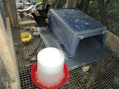 ho  tolto da poco la lampada  riscaldante ed ho messo un "dormitorio" perche di giorno fa caldo ma di notte  in questi  giorni c'è fresco e  ventoso / DSC01303.jpg DSC01303.jpg