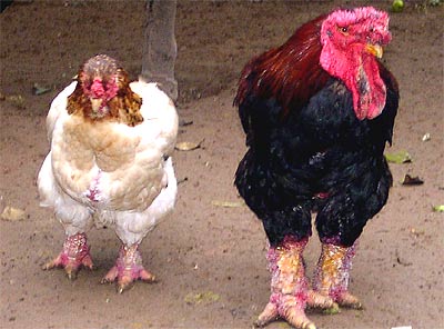 ory1328283140.jpg ory1328283140.jpg