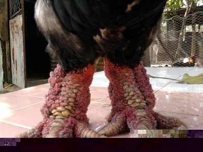 1301972025_161012563_1-chuyen-cung-cap-ga-dong-tao-thuan-chung-01203714127-gap-anh-bay-q9.jpg (46.76 KiB) Osservato 864 volte 1301972025_161012563_1-chuyen-cung-cap-ga-dong-tao-thuan-chung-01203714127-gap-anh-bay-q9.jpg