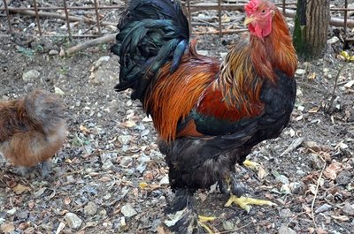 DSC_0065.JPG (121.77 KiB) Osservato 4421 volte DSC_0065.JPG