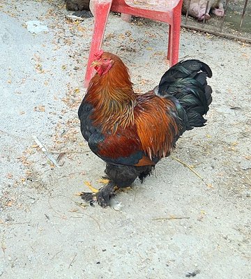 DSC_0073.JPG (179.41 KiB) Osservato 4405 volte DSC_0073.JPG