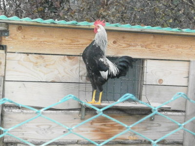 PC030094.JPG (91.73 KiB) Osservato 4625 volte PC030094.JPG