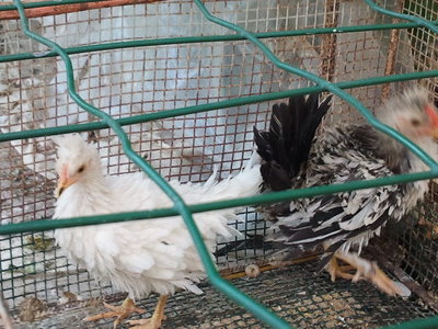 2012-08-26 14.26.37.jpg (138.6 KiB) Osservato 2032 volte 2012-08-26 14.26.37.jpg