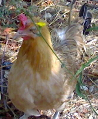 1.jpg (57.97 KiB) Osservato 983 volte 1.jpg