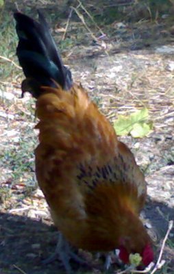 7.jpg (56.9 KiB) Osservato 983 volte 7.jpg