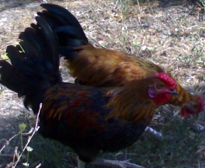 8.jpg (90.56 KiB) Osservato 983 volte 8.jpg