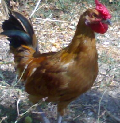 9.jpg (71.06 KiB) Osservato 983 volte 9.jpg