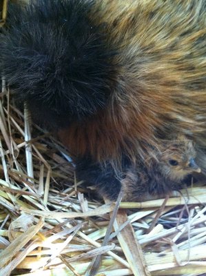 IMG_2331.JPG (173.48 KiB) Osservato 1973 volte IMG_2331.JPG