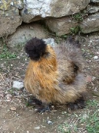 Rosie 1.JPG Rosie 1.JPG