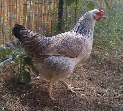 01.jpg (257.32 KiB) Osservato 1917 volte 01.jpg