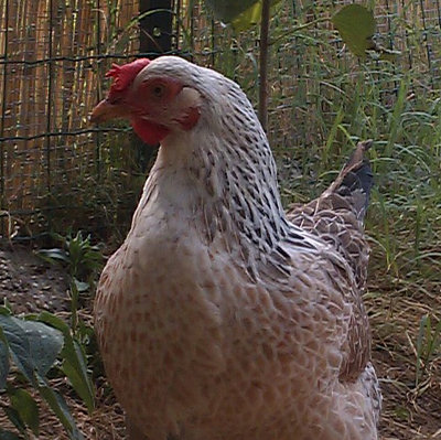 02.jpg (159.32 KiB) Osservato 1917 volte 02.jpg