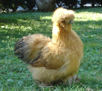 DSC07006.JPG (189.29 KiB) Osservato 1835 volte DSC07006.JPG