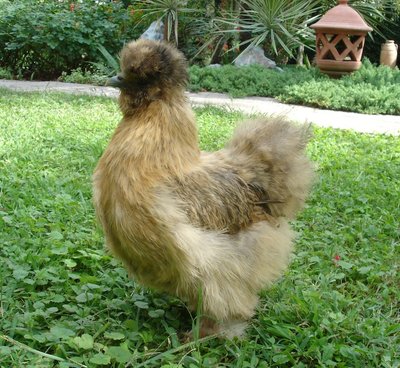 DSC08093.JPG (269.12 KiB) Osservato 1835 volte DSC08093.JPG