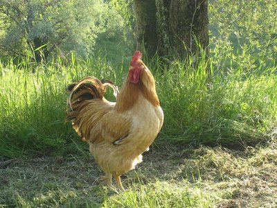 Giocondo - IMG_7103.jpg (200.93 KiB) Osservato 1567 volte Giocondo - IMG_7103.jpg