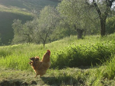 Giocondo2 - IMG_7083.jpg (188.42 KiB) Osservato 1567 volte Giocondo2 - IMG_7083.jpg