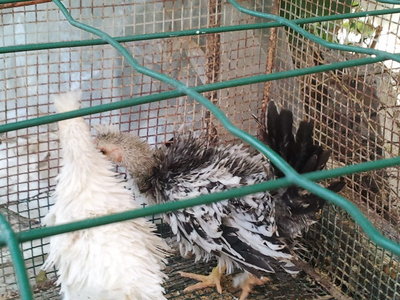 2012-08-26%2014_27_01.jpg (138.9 KiB) Osservato 1581 volte 2012-08-26%2014_27_01.jpg