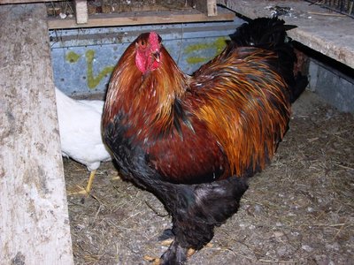 Roz.jpg (177.06 KiB) Osservato 1510 volte Roz.jpg