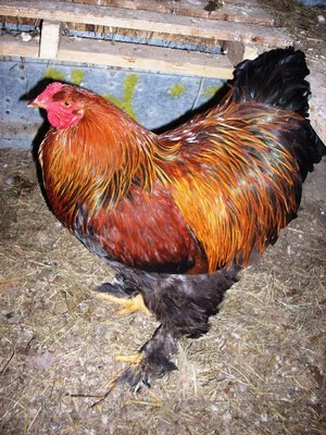 Roz (1).jpg (199.56 KiB) Osservato 1510 volte Roz (1).jpg