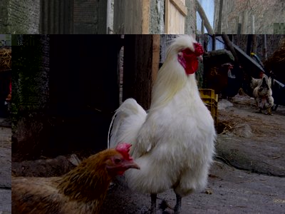 gallo2.JPG (177.19 KiB) Osservato 3839 volte gallo2.JPG