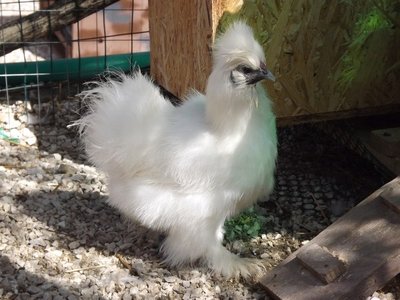 DSCF0942.jpg (77.75 KiB) Osservato 1502 volte DSCF0942.jpg