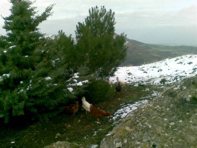 24012010.jpg (69.6 KiB) Osservato 629 volte 24012010.jpg