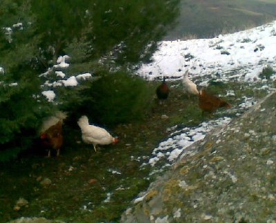 24012010(001)x.jpg (60.21 KiB) Osservato 629 volte 24012010(001)x.jpg