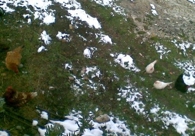 24012010(002).jpg (88.49 KiB) Osservato 627 volte 24012010(002).jpg