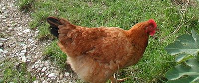 ibrido commerciale 1.JPG (238.02 KiB) Osservato 871 volte ibrido commerciale 1.JPG