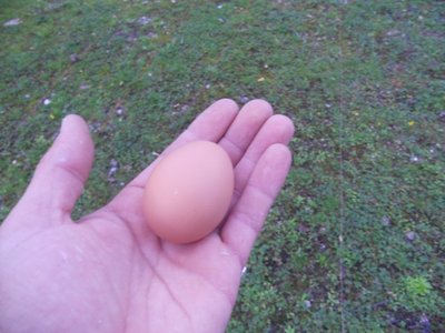 e questo è il primo uovo, dopo poco anche la collega ha deposto il suo / ovo n.1.jpg ovo n.1.jpg